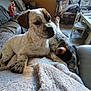dog, blanket, indoor, resting, sofa, living_room, pet, animal, relaxing, furniture, window, crutches, chair, table, foot, cozy, brown, white, black, spotted