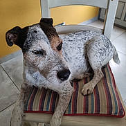 Otto participe au concours pour gagner de l'argent avec cette photo : dog, chair, cushion, indoor, tile_floor, striped_cushion, white_dog, black_and_brown_spots, pet, resting, furniture, floor, domestic, animal, calm, looking_away, wooden_chair, relaxed, companion, home