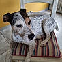 dog, chair, cushion, indoor, tile_floor, striped_cushion, white_dog, black_and_brown_spots, pet, resting, furniture, floor, domestic, animal, calm, looking_away, wooden_chair, relaxed, companion, home