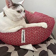 Petunia Mae is registered to the contest to win money with this photo: animal, blanket, cat, cozy, domestic_animal, ear, fabric, feline, fur, gray_cat, indoor, patterned_bed, paw, pet_bed, red_bed, relaxed, resting, side_view, sleeping_spot, white_cat