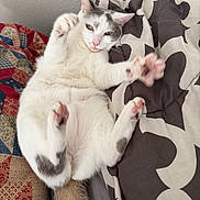 Petunia Mae is registered to the contest to win money with this photo: cat, pet, animal, feline, white_fur, gray_fur, paw, pink_paw_pads, stretching, lying_down, bed, quilt, blanket, indoor, relaxed, cute, playful, fur, whiskers, tail