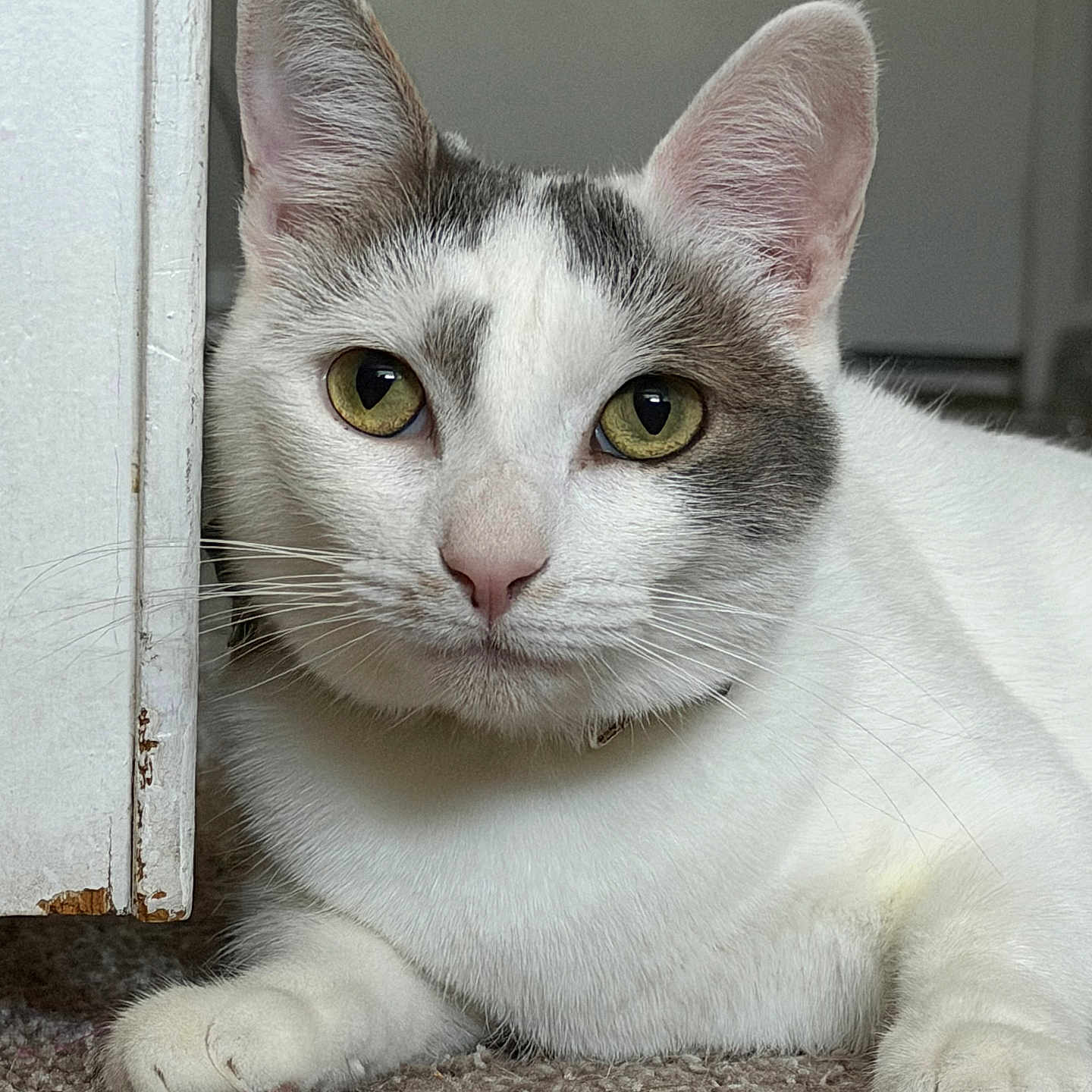 Petunia Mae joined the competition — help win amazing prizes! cat, pet, animal, white_fur, gray_patch, yellow_eyes, carpet, door, indoor, curious, close_up, whiskers, paw, relaxed, feline, domestic, portrait, cute, laying, house