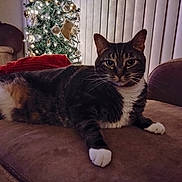Bella Rose joined the competition — help win amazing prizes! animal, blanket, cat, christmas_tree, couch, cozy, decorations, furniture, holiday_decor, home, indoor, lights, living_room, paws, pet, relaxing, soft_lighting, tabby_cat, whiskers, window_blinds