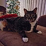 animal, blanket, cat, christmas_tree, couch, cozy, decorations, furniture, holiday_decor, home, indoor, lights, living_room, paws, pet, relaxing, soft_lighting, tabby_cat, whiskers, window_blinds