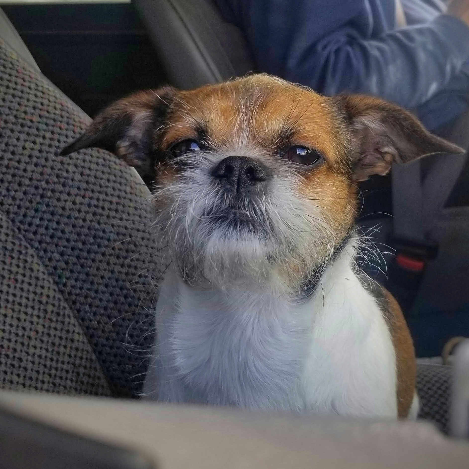 Sadie Mae is registered to the contest to win money with this photo: animal, bulldog, canine, car, car_interior, chair, couch, cushion, dog, face, furniture, head, homedecor, hound, indoors, person, pet, photography, portrait, puppy