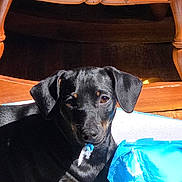 Emma Rose joined the competition — help win amazing prizes! dog, puppy, black_dog, chewing, plastic, wrapper, torn, sunlight, wooden_chair, indoor, floor, pet, mischievous, animal, canine, young_dog, curious, shadow, playful, resting