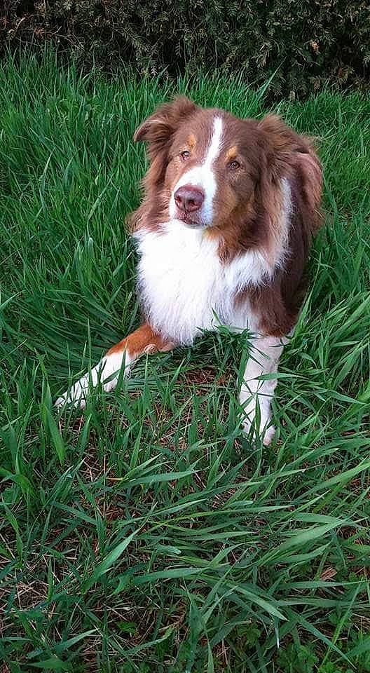 Akamaru participe au concours pour gagner de l'argent avec cette photo : australian_collie, australian_shepherd, border_collie, canidae, carnivore, companion_dog, dog, dog_breed, drentse_patrijshond, english_shepherd, grass, herding_dog, liver, mammal, miniature_australian_shepherd, plant, sporting_group, vertebrate, welsh_sheepdog