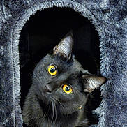 Sheba is registered to the contest to win money with this photo: cat, black_cat, yellow_eyes, cat_house, fuzzy, cozy, pet, curious, indoor, animal, cute, feline, portrait, looking_up, whiskers, ears, soft_texture, home, kitten, playful