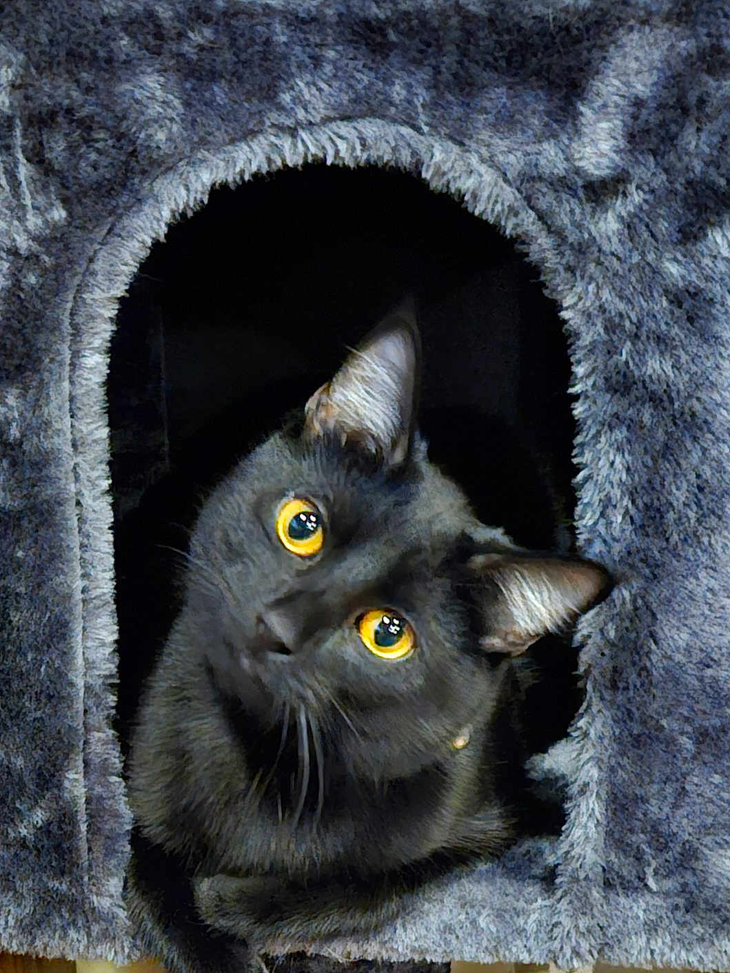 Sheba is registered to the contest to win money with this photo: cat, black_cat, yellow_eyes, cat_house, fuzzy, cozy, pet, curious, indoor, animal, cute, feline, portrait, looking_up, whiskers, ears, soft_texture, home, kitten, playful