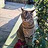 animal, cat, ears, eyes, fence, flowers, garden, greenery, leaves, outdoor, patio, pet, portrait, potted_plants, rose, shadow, sitting, sunlight, tabby_cat, whiskers