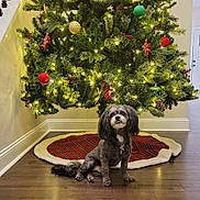 Rhett joined the competition — help win amazing prizes! bone_shaped_cake, cake, celebration, christmas_tree, cozy, decorations, dog, festive, green_ornaments, holiday, home, indoor, lights, ornaments, pet, pine_tree, red_ornaments, tree_skirt, wooden_floor, yellow_lights