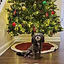 bone_shaped_cake, cake, celebration, christmas_tree, cozy, decorations, dog, festive, green_ornaments, holiday, home, indoor, lights, ornaments, pet, pine_tree, red_ornaments, tree_skirt, wooden_floor, yellow_lights