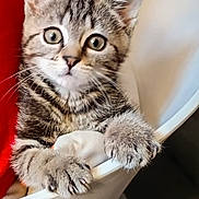 Noa participe au concours pour gagner de l'argent avec cette photo : kitten, cat, tabby, pet, animal, claws, chair, indoor, cute, feline, whiskers, fur, playful, young, curious, closeup, paw, climbing, domestic_cat, eyes