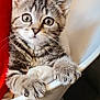 kitten, cat, tabby, pet, animal, claws, chair, indoor, cute, feline, whiskers, fur, playful, young, curious, closeup, paw, climbing, domestic_cat, eyes