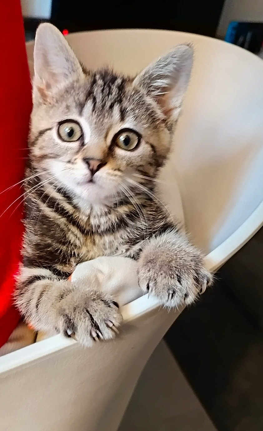 Noa participe au concours pour gagner de l'argent avec cette photo : kitten, cat, tabby, pet, animal, claws, chair, indoor, cute, feline, whiskers, fur, playful, young, curious, closeup, paw, climbing, domestic_cat, eyes
