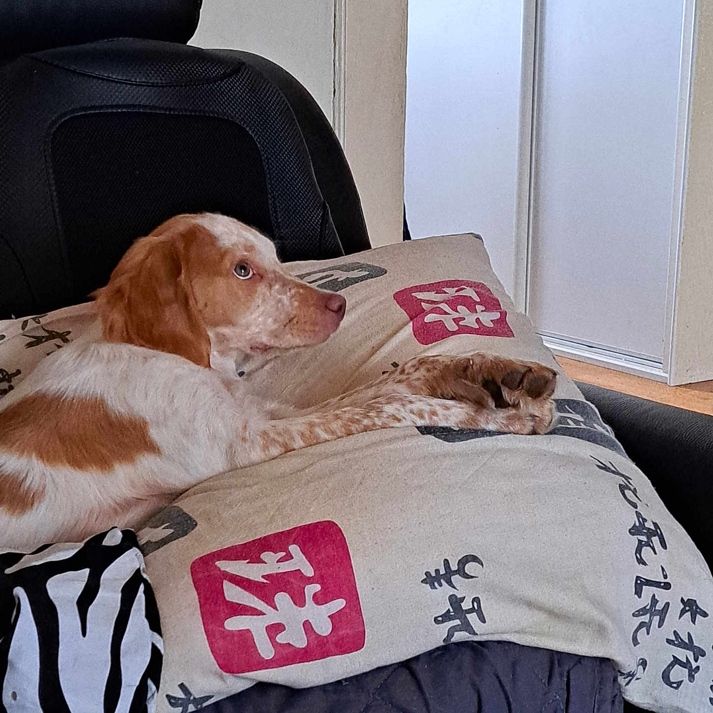 Vitaly participe au concours pour gagner de l'argent avec cette photo : animal, architecture, blanket, building, canine, chair, couch, cushion, dog, furniture, homedecor, hound, indoors, linen, person, pet, pillow, pointer, puppy, sleeping