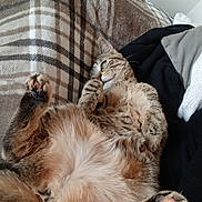 Moon participe au concours pour gagner de l'argent avec cette photo : cat, tabby_cat, pet, animal, feline, fur, paw, relaxed, lying_down, blanket, plaid, cozy, indoor, resting, cute, whiskers, ears, soft, sleepy, comfort