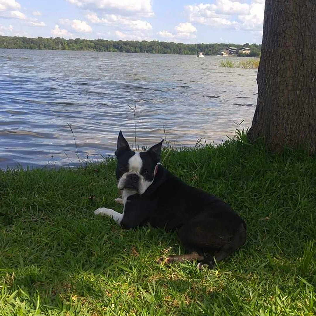 Brodi is registered to the contest to win money with this photo: animal, bostonbull, bulldog, canine, dog, grass, green, lake, nature, outdoors, pet, plant, puppy, sea, sky, summer, tree, vegetation, water, waterfront