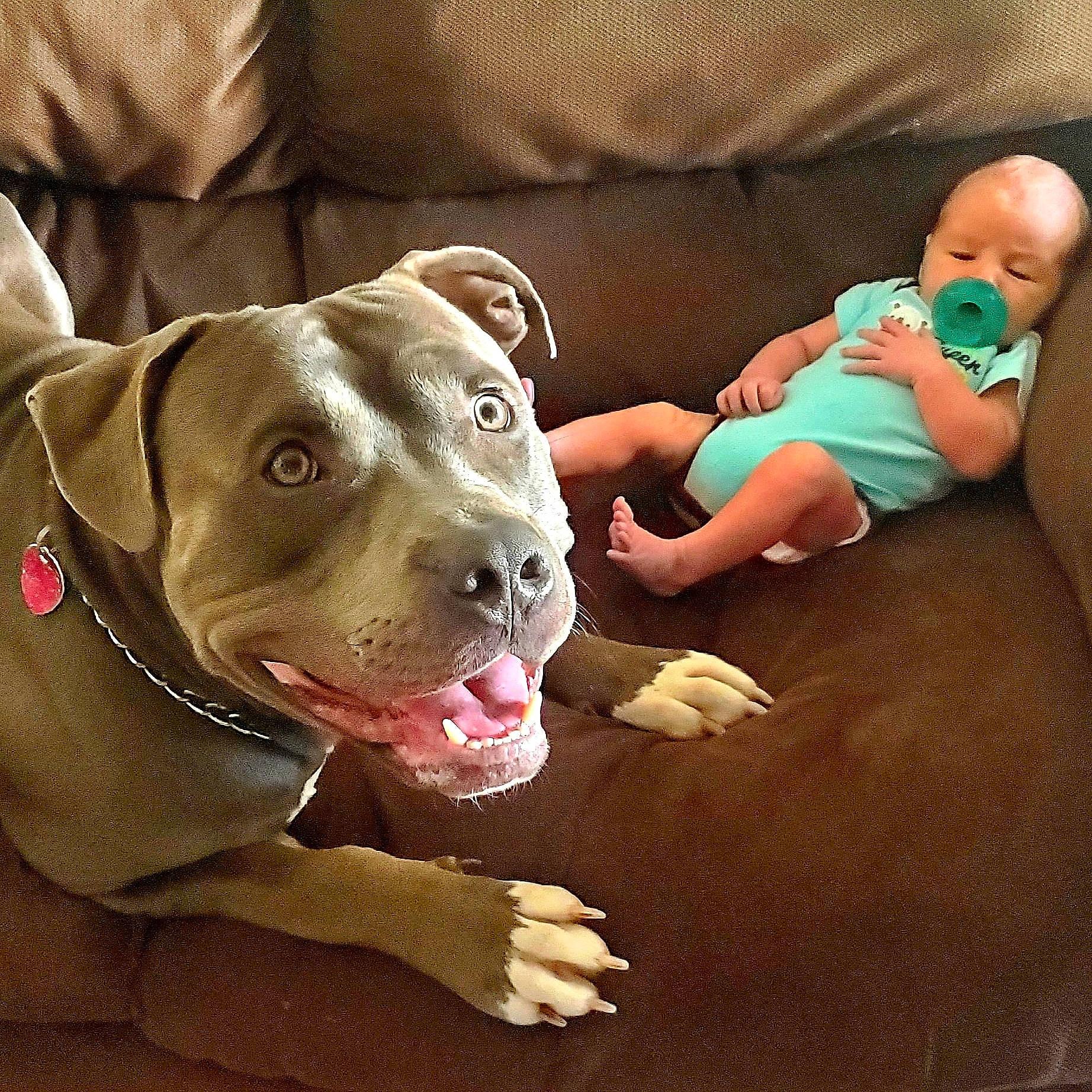 Dustin Travis is registered to the contest to win money with this photo: american_bulldog, american_pit_bull_terrier, american_staffordshire_terrier, bandog, canidae, carnivore, child, dog, dog_breed, ear, fawn, mammal, non_sporting_group, person, pit_bull, puppy_love, sporting_group, vertebrate, weimaraner