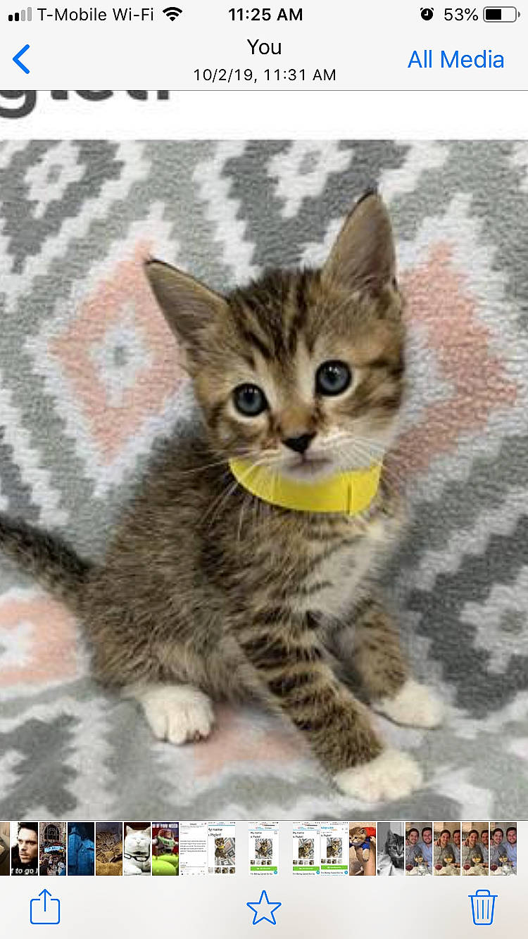 Piglet joined the competition — help win amazing prizes! carnivore, cat, cat_supply, domestic_short_haired_cat, felidae, font, fur, pattern, paw, photo_caption, rectangle, small_to_medium_sized_cats, snout, tail, terrestrial_animal, whiskers, wildlife