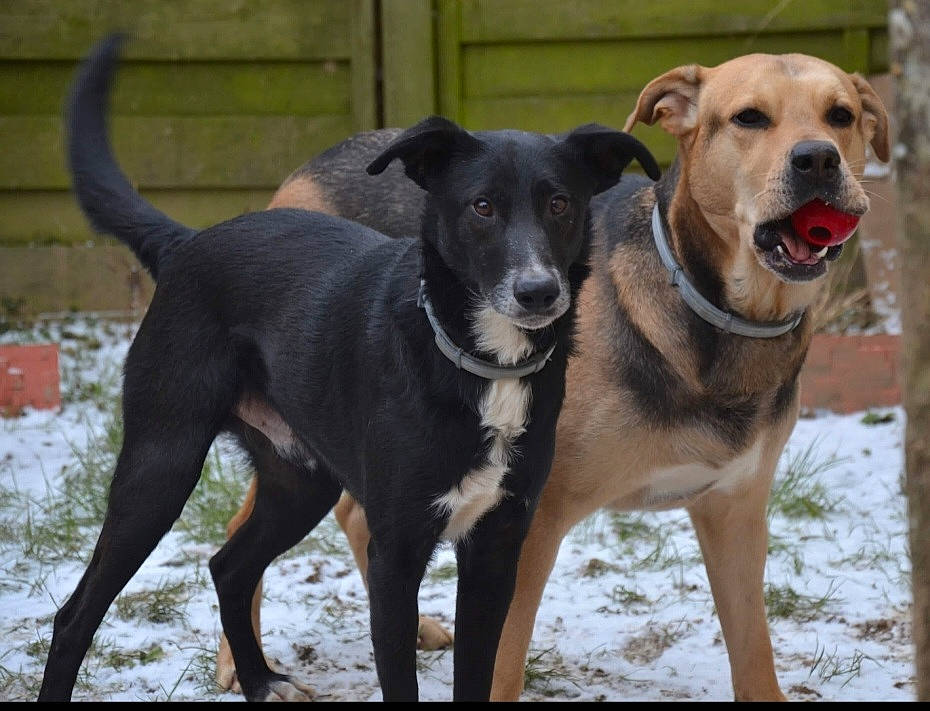 Maestro Et Diego participe au concours pour gagner de l'argent avec cette photo : canidae, carnivore, collar, companion_dog, dog, dog_breed, dog_collar, dog_supply, fawn, guard_dog, leash, pet_supply, snout, snow, sporting_group, tail, terrestrial_animal, winter, working_animal, working_dog
