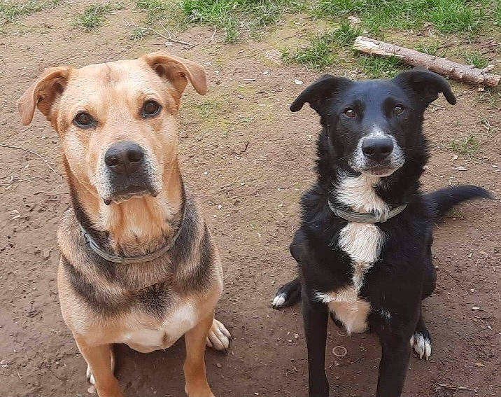 Maestro Et Diego a rejoint le concours — aidez-le/la à gagner de superbes lots ! adventure, canidae, carnivore, collar, companion_dog, dog, dog_breed, dog_collar, fawn, fur, hunting_dog, leash, pet_supply, snout, sporting_group, whiskers, working_animal, working_dog