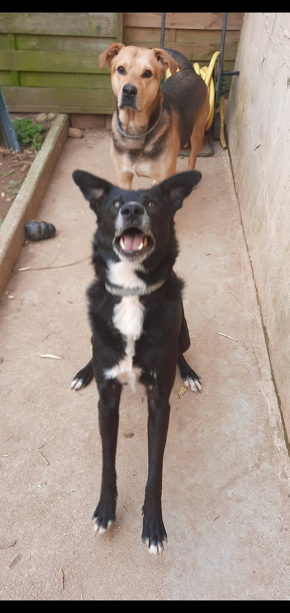Maestro Et Diego participe au concours pour gagner de l'argent avec cette photo : borador, canidae, carnivore, collar, companion_dog, dog, dog_breed, dog_collar, fur, guard_dog, herding_dog, leash, paw, road_surface, snout, sporting_group, tail, wood, working_animal, working_dog