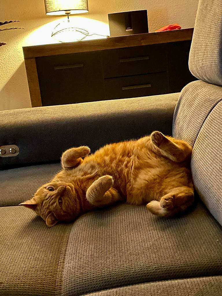 Sola participe au concours pour gagner de l'argent avec cette photo : carnivore, cat, comfort, companion_dog, couch, fawn, felidae, floor, flooring, furniture, hardwood, human_leg, interior_design, lamp, room, small_to_medium_sized_cats, snout, tail, whiskers, wood