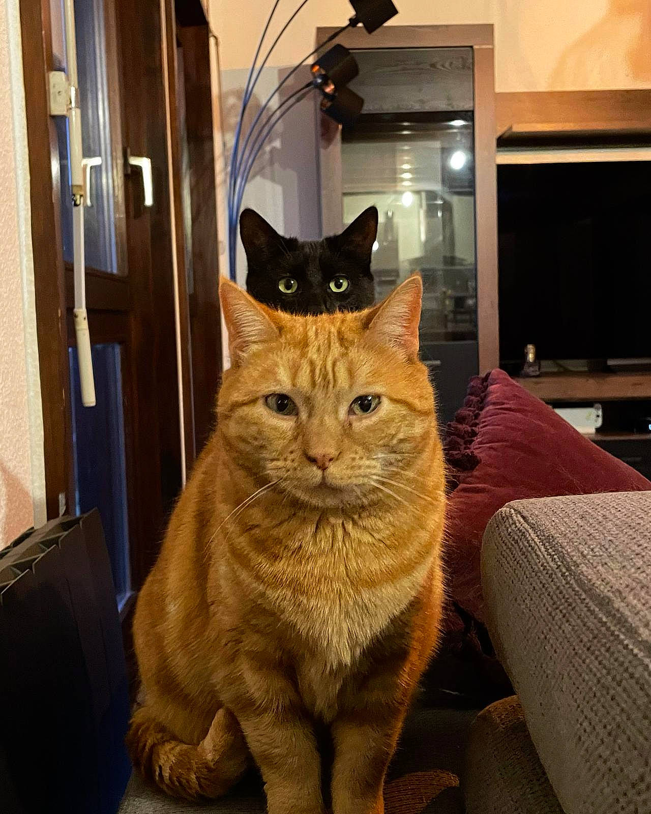 Jin participe au concours pour gagner de l'argent avec cette photo : art, cabinetry, carnivore, cat, comfort, domestic_short_haired_cat, door, fawn, felidae, flooring, fur, hardwood, home_appliance, light_fixture, room, small_to_medium_sized_cats, tail, terrestrial_animal, whiskers, wood