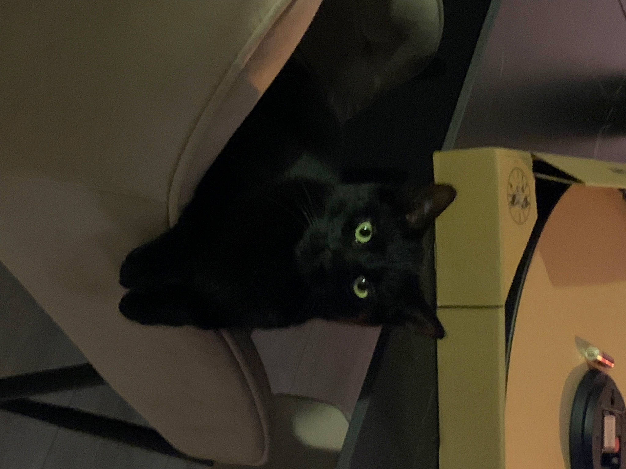 Jin a rejoint le concours — aidez-le/la à gagner de superbes lots ! black_cat, bombay, carnivore, cat, comfort, domestic_short_haired_cat, felidae, flooring, fur, room, small_to_medium_sized_cats, snout, tail, whiskers, wood