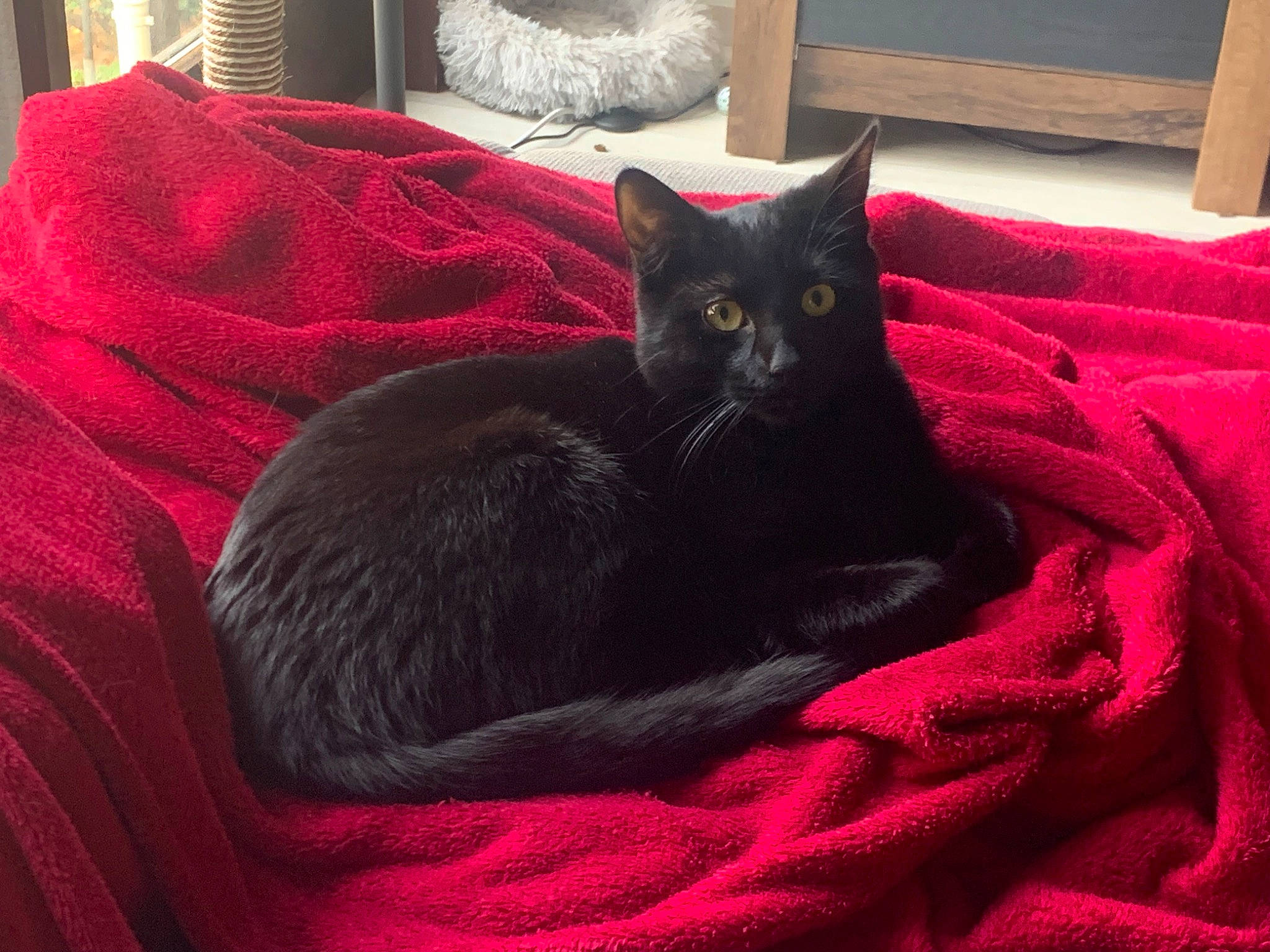 Jin a rejoint le concours — aidez-le/la à gagner de superbes lots ! black, black_cat, bombay, carmine, carnivore, cat, cat_bed, cat_supply, comfort, domestic_short_haired_cat, felidae, fur, grey, linens, red, room, small_to_medium_sized_cats, tail, terrestrial_animal, whiskers