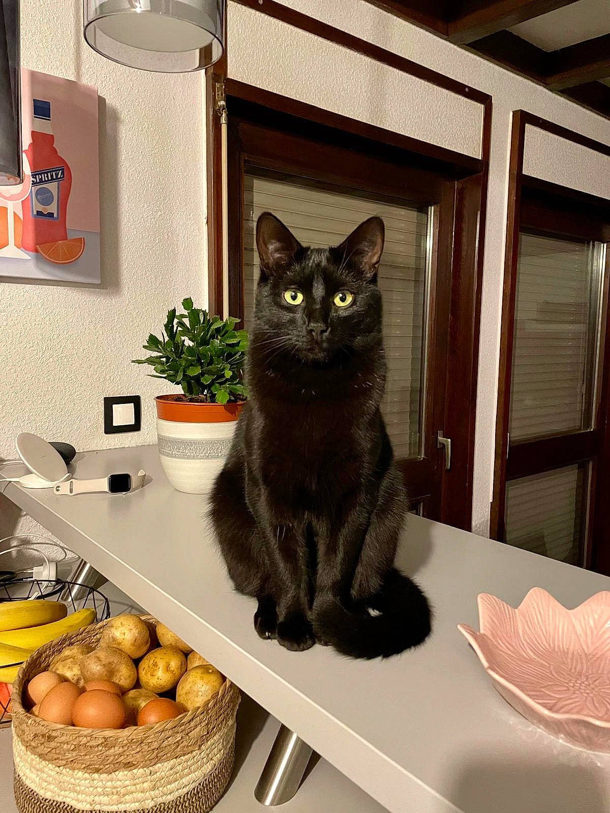 Jin participe au concours pour gagner de l'argent avec cette photo : black_cat, bombay, carnivore, cat, felidae, floor, flooring, flowerpot, grey, houseplant, interior_design, natural_foods, plant, small_to_medium_sized_cats, storage_basket, table, tableware, whiskers, window, wood