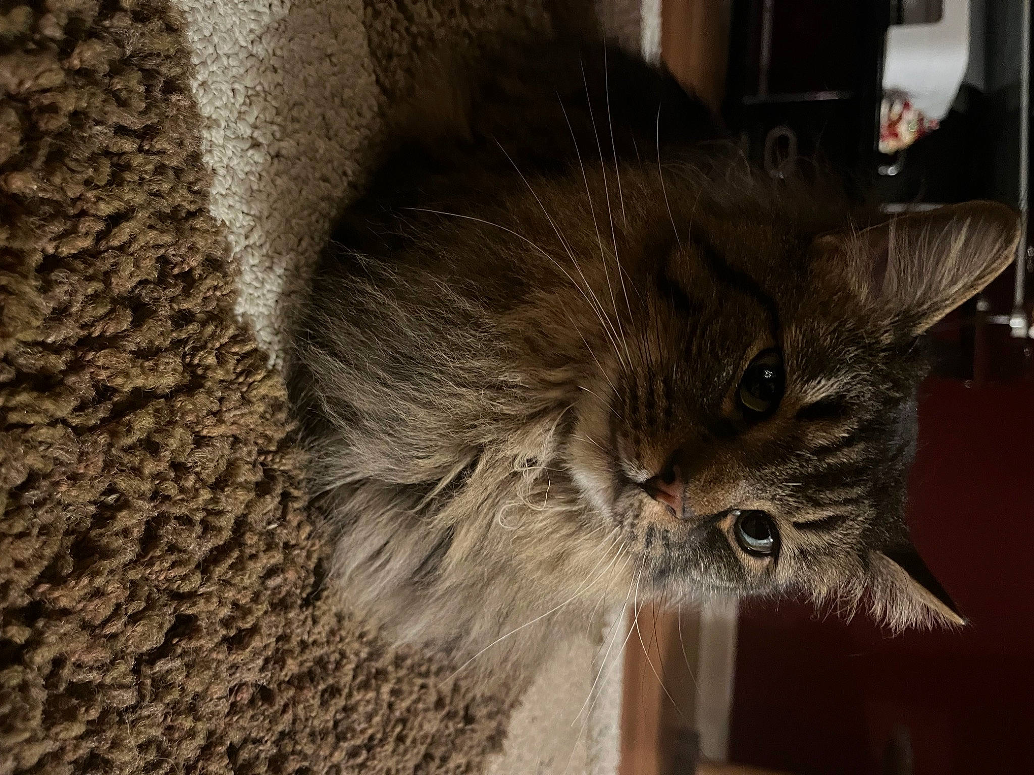 Mobie is registered to the contest to win money with this photo: carnivore, cat, domestic_short_haired_cat, fawn, felidae, fur, grey, monochrome_photography, paw, small_to_medium_sized_cats, snout, soil, tail, terrestrial_animal, whiskers, window, wood