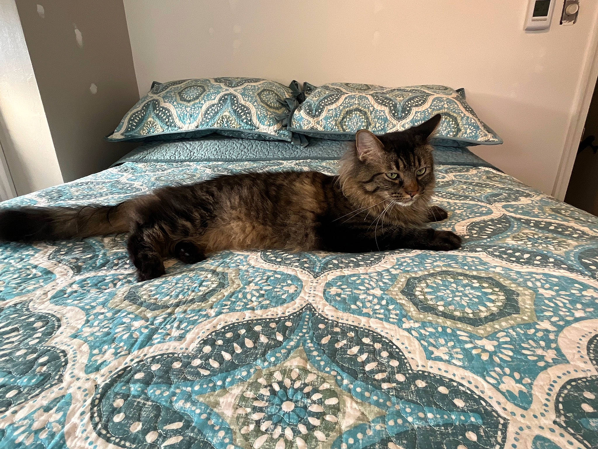 Mobie is registered to the contest to win money with this photo: bed, bedding, carnivore, cat, comfort, domestic_short_haired_cat, door, felidae, floor, flooring, grey, hardwood, linens, pattern, room, small_to_medium_sized_cats, tail, textile, whiskers, wood