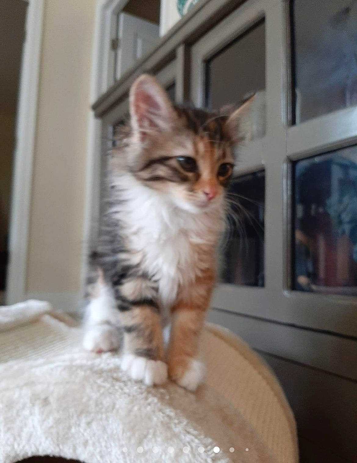 Irma is registered to the contest to win money with this photo: carnivore, cat, claw, comfort, domestic_short_haired_cat, fawn, felidae, fur, paw, sitting, small_to_medium_sized_cats, snout, tail, whiskers, window