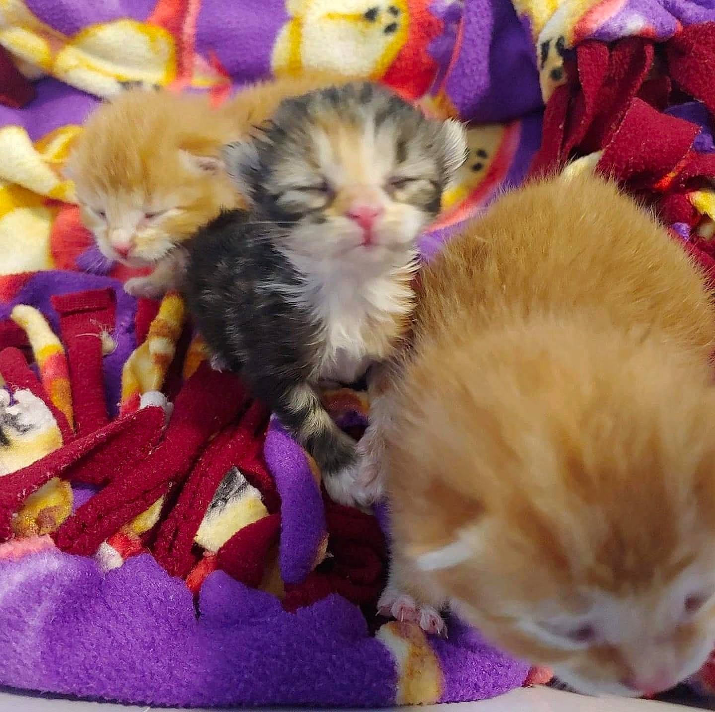 Irma is registered to the contest to win money with this photo: carnivore, cat, cat_toy, claw, companion_dog, fawn, felidae, fur, holiday, magenta, paw, pink, small_to_medium_sized_cats, sweetness, tail, whiskers