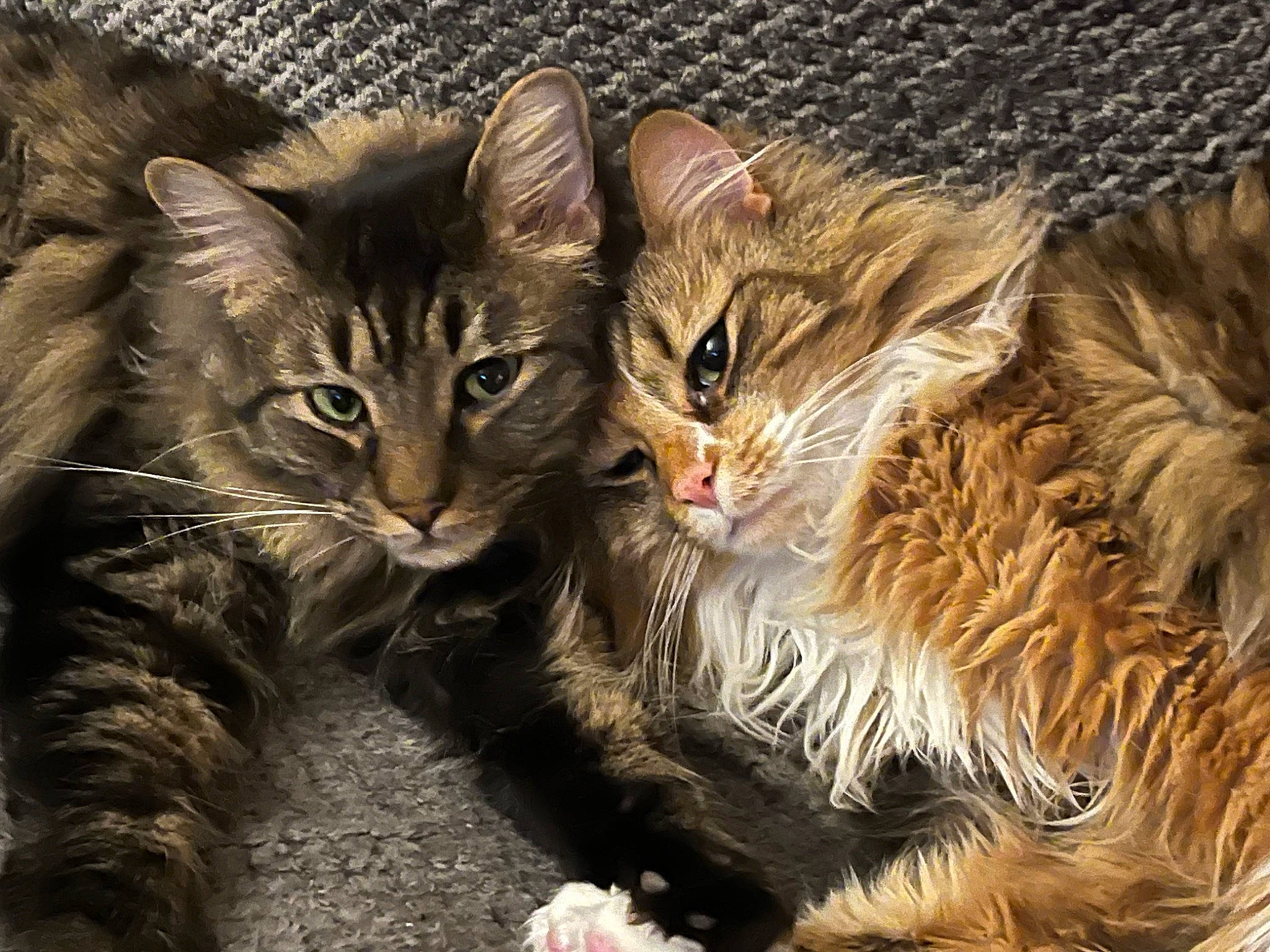 Irma joined the competition — help win amazing prizes! carnivore, cat, cat_supply, claw, domestic_short_haired_cat, fawn, felidae, fur, maine_coon, paw, small_to_medium_sized_cats, snout, tail, terrestrial_animal, tree, whiskers, wildlife