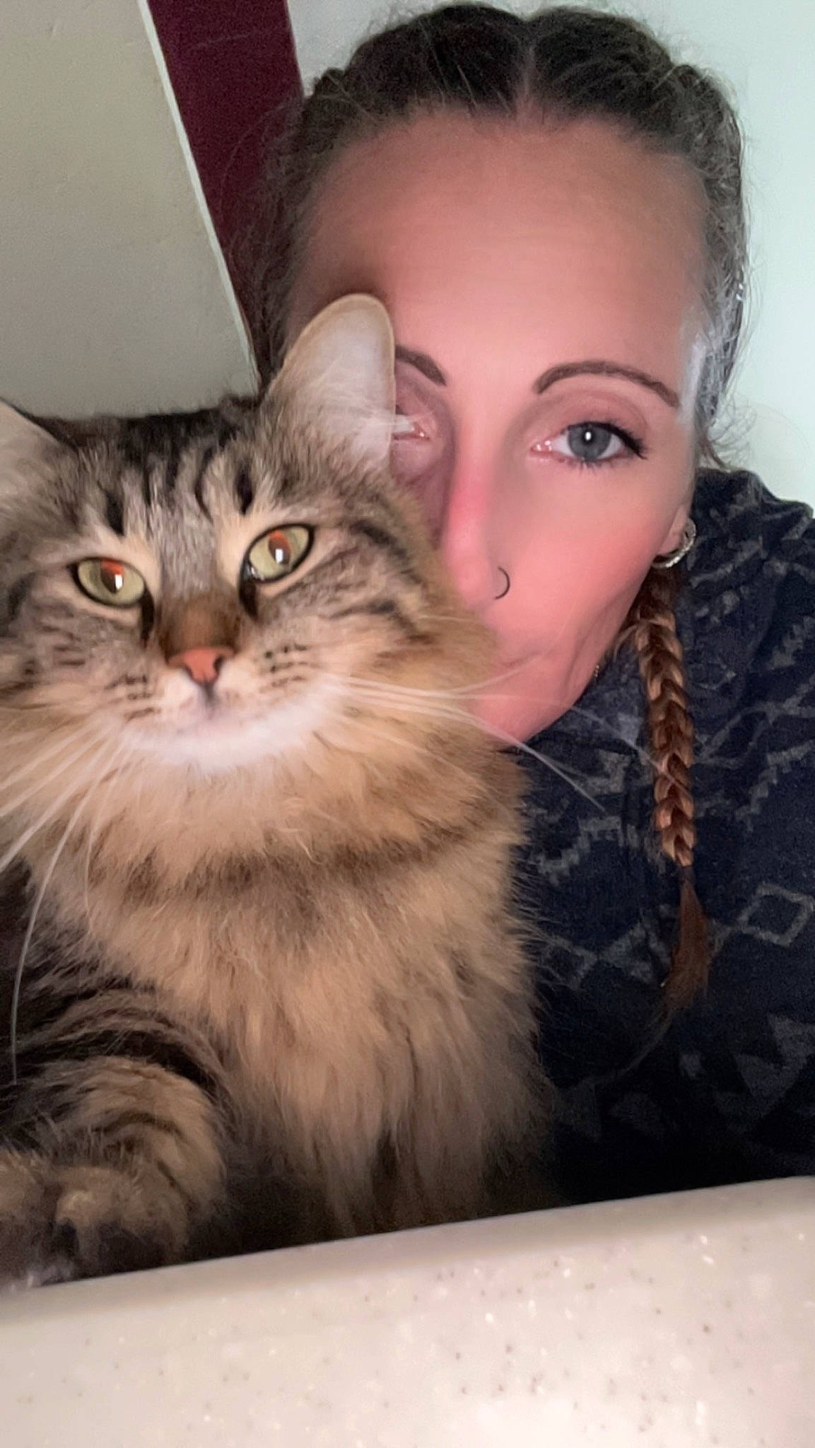 Daisy is registered to the contest to win money with this photo: british_longhair, carnivore, cat, domestic_short_haired_cat, eyelash, fawn, felidae, fur, iris, maine_coon, nose, paw, small_to_medium_sized_cats, whiskers, window