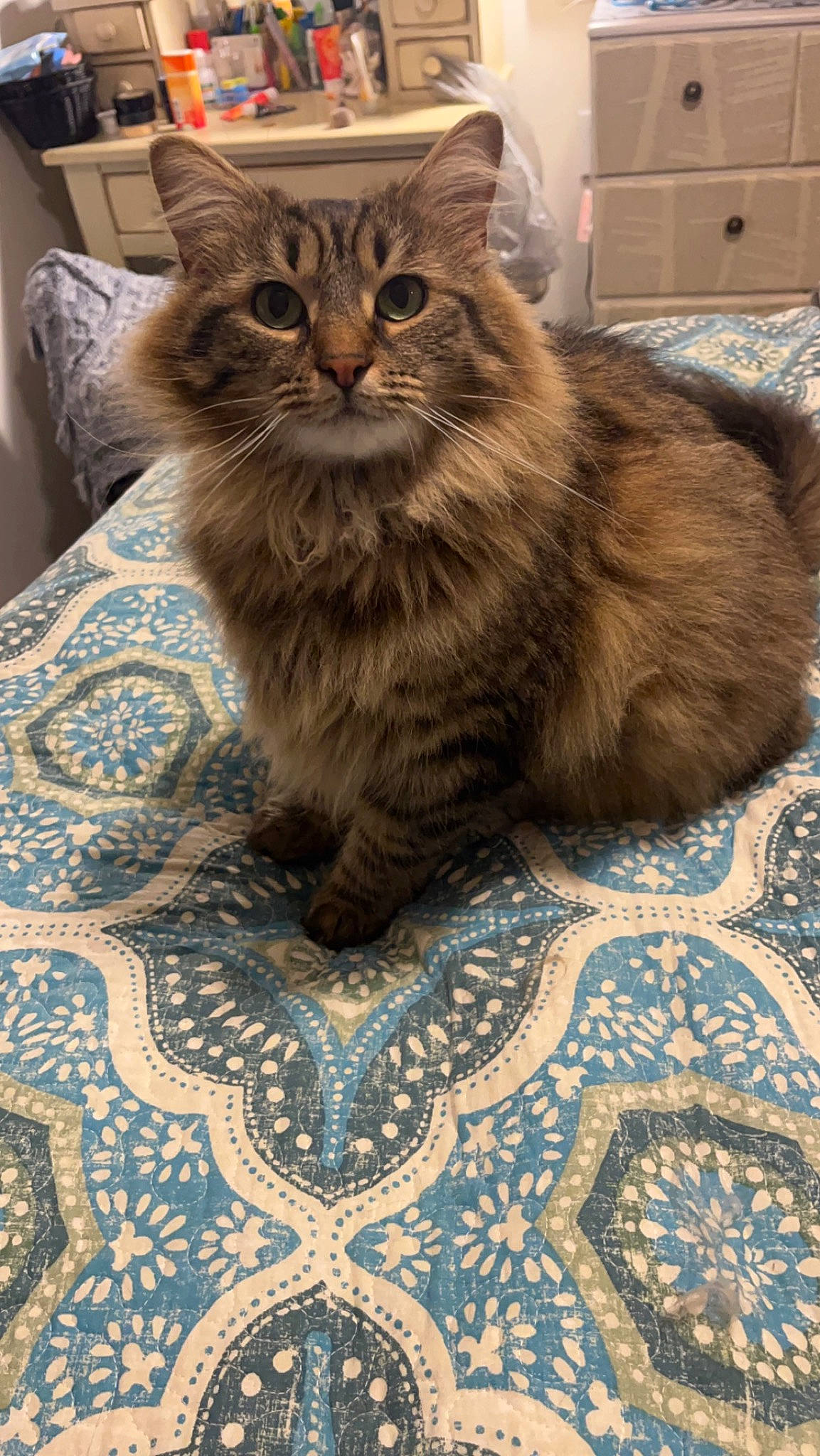 Daisy joined the competition — help win amazing prizes! box, carnivore, carpet, cat, claw, domestic_short_haired_cat, fawn, felidae, floor, flooring, fur, hardwood, maine_coon, paw, small_to_medium_sized_cats, snout, tail, terrestrial_animal, whiskers, wood