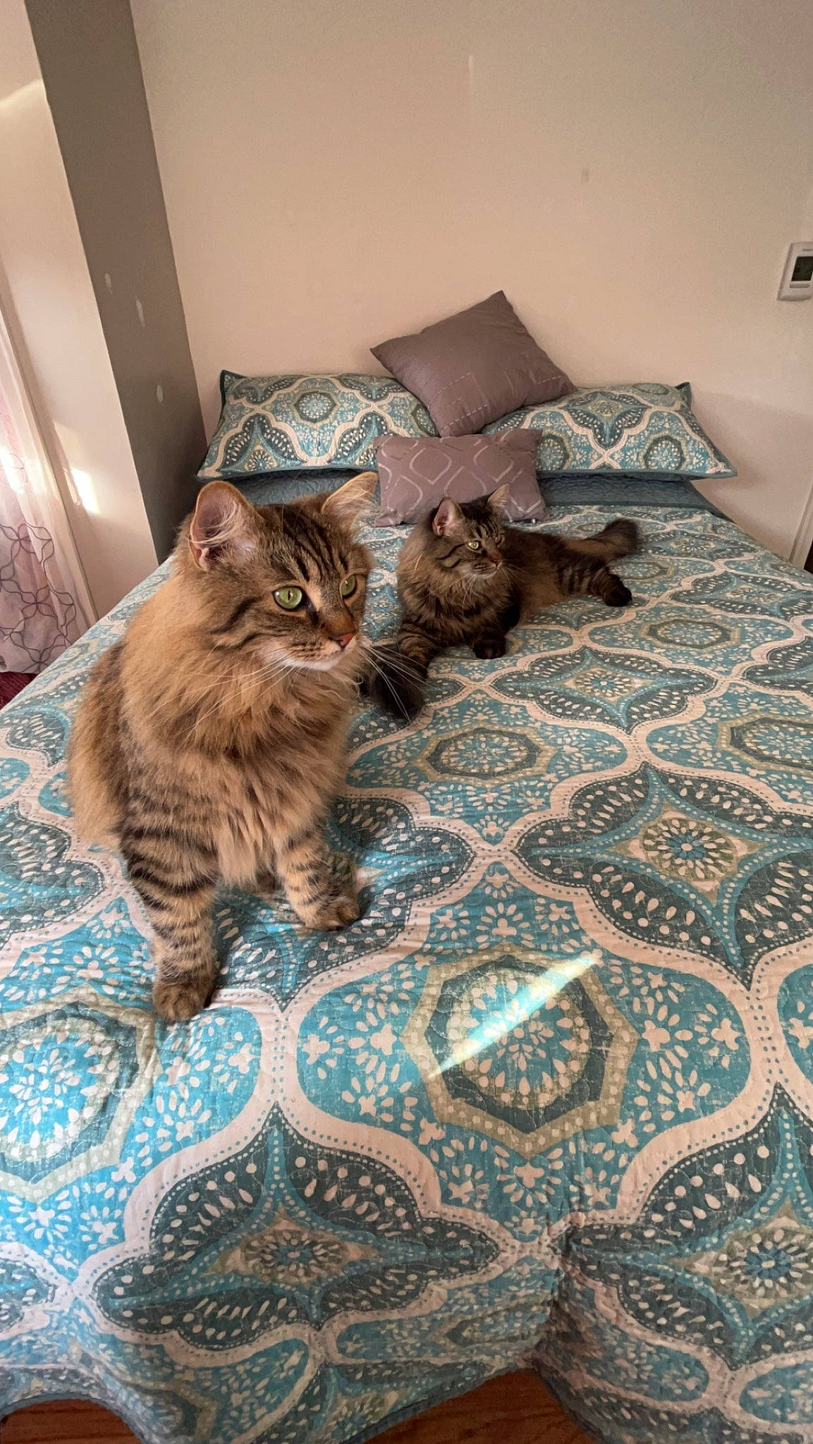 Daisy is registered to the contest to win money with this photo: bedding, carnivore, cat, comfort, domestic_short_haired_cat, fawn, felidae, floor, flooring, grey, hardwood, linens, living_room, pattern, room, small_to_medium_sized_cats, vertebrate, whiskers, window, wood