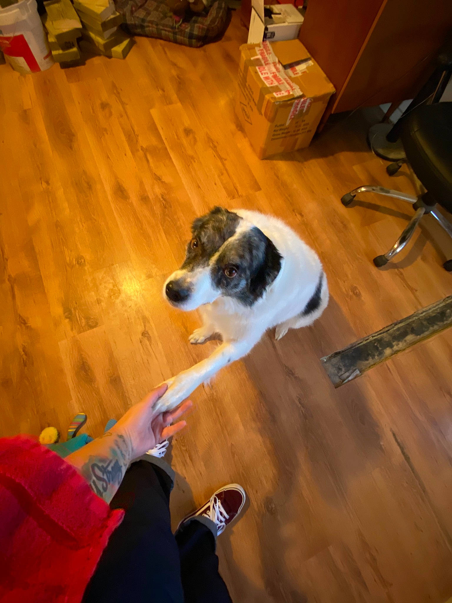 Dave is registered to the contest to win money with this photo: canidae, carnivore, companion_dog, danish_swedish_farmdog, dog, dog_breed, floor, flooring, hardwood, parson_russell_terrier, wood