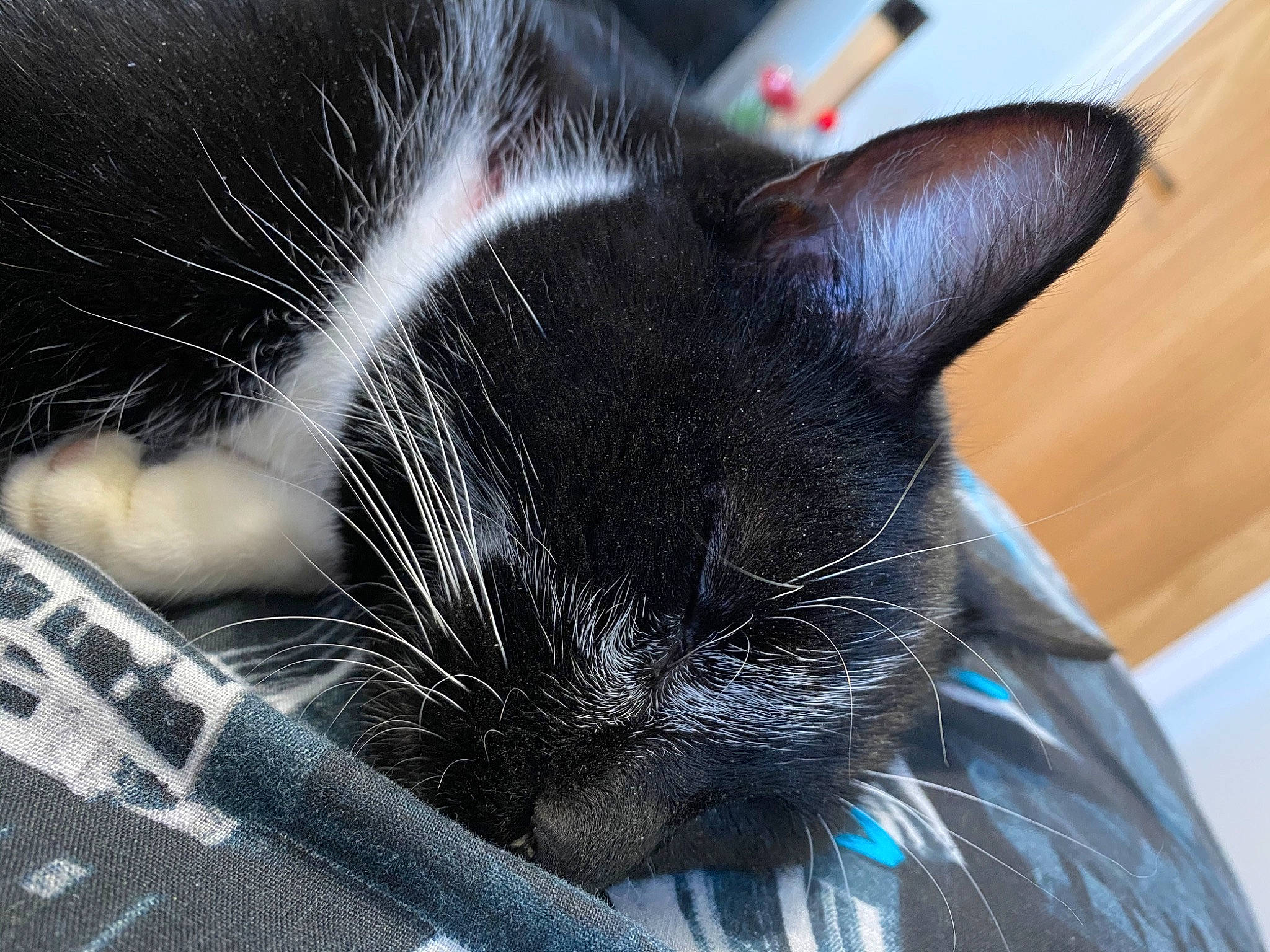 Scar is registered to the contest to win money with this photo: asian, black_cat, carnivore, cat, claw, close_up, domestic_short_haired_cat, ear, eye, felidae, fur, kitten, nap, nose, small_to_medium_sized_cats, snout, whiskers