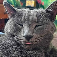 Gizmo is registered to the contest to win money with this photo: cat, gray_cat, close_up, tongue_out, sleepy, fluffy, pet, animal, feline, indoor, blurred_background, cute, face, ears, whiskers, relaxed, domestic_cat, portrait, soft_fur, adorable