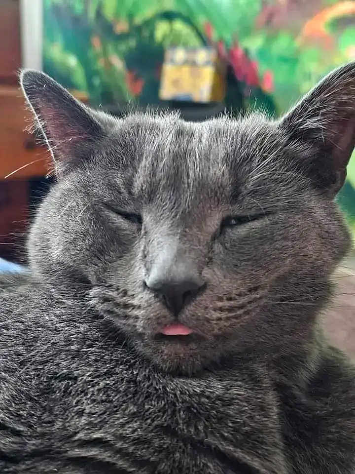 Gizmo