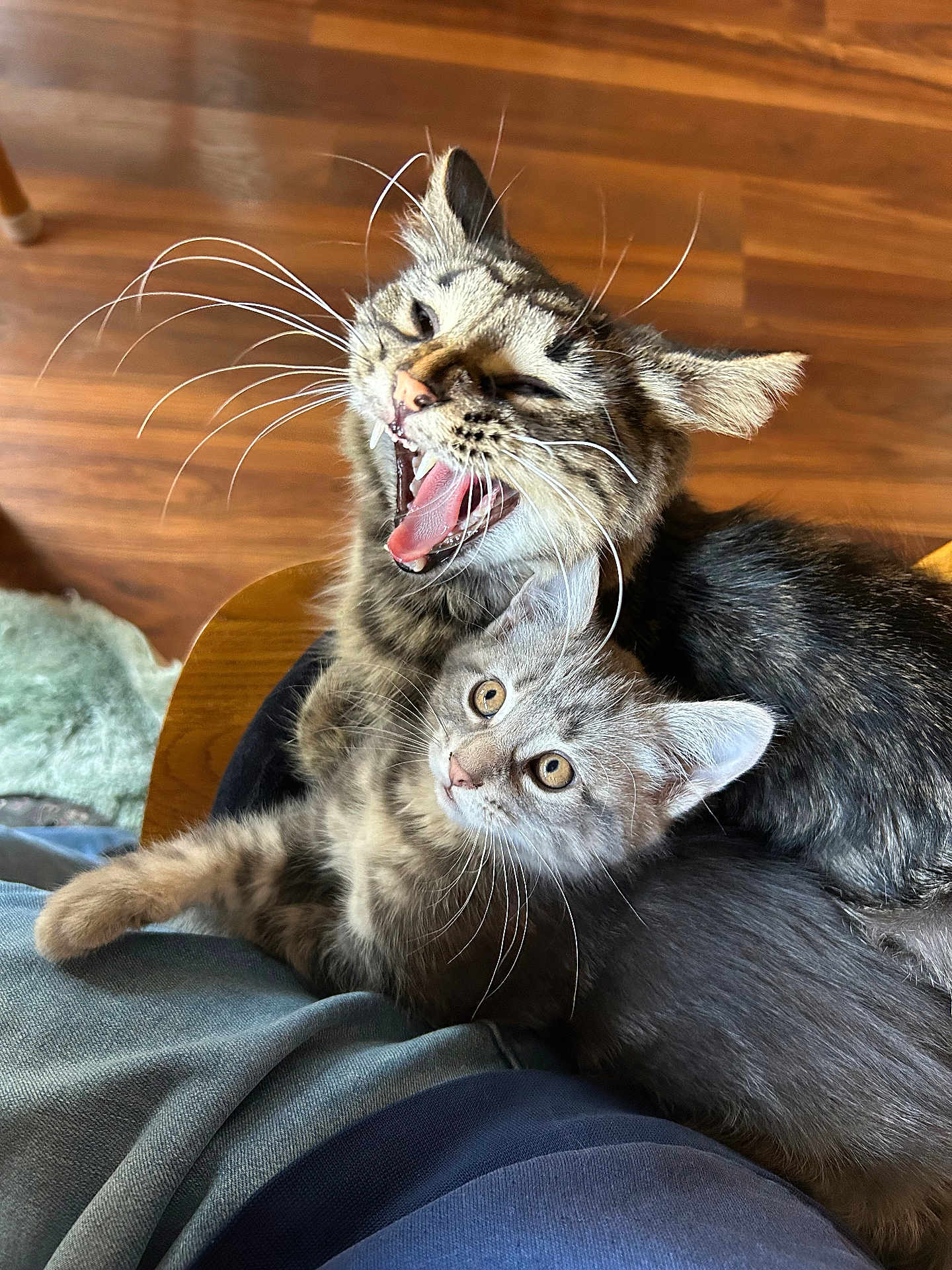 Teetee And Lil Baby joined the competition — help win amazing prizes! kitten, cat, pet, feline, whiskers, yawning, cuddle, fur, indoor, wooden_floor, closeup, cute, animal, domestic, playful, resting, young, tabby, grey, fur_pattern
