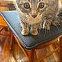 Teetee And Lil Baby joined the competition — help win amazing prizes! animal, brown_tabby, cat, chair, closeup, curious, cushion, cute, domestic_cat, eyes, feline, floor, furniture, indoor, kitten, pet, small_pet, whiskers, wooden_chair, young_cat