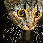 Teetee And Lil Baby is registered to the contest to win money with this photo: cat, tabby, close_up, whiskers, yellow_eyes, fur, animal, pet, curious, face, portrait, mammal, indoor, feline, cute, focus, detail, ears, nose, expression