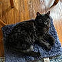 cat, black_cat, fluffy, pet, animal, indoor, floor, wooden_floor, mat, rug, relaxed, lying_down, fur, home, comfort, cozy, domestic, feline, resting, curious