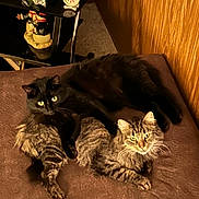 Mickey is registered to the contest to win money with this photo: animal, black_cat, brown_blanket, cat, companion, cozy, cute, decor, feline, fur, holiday_decoration, indoor, mammal, pets, relaxing, resting, shelf, tabby_cat, two_cats, wooden_wall