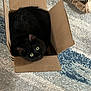 black_cat, cat, cardboard_box, pet, indoor, curious, cozy, carpet, animal, feline, looking_up, small_box, playful, domestic_cat, fur, whiskers, ears, crumpled_paper, floor, resting
